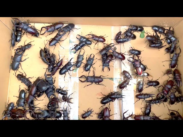 ☆昆虫採集☆虫取り網☆最長7m12cm クワガタムシ・カブトムシの