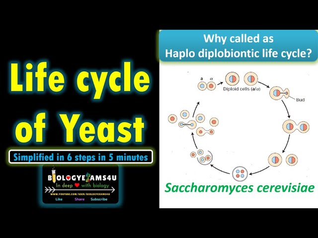 Life Cycle of Yeast (Saccharomyces) | Why called a