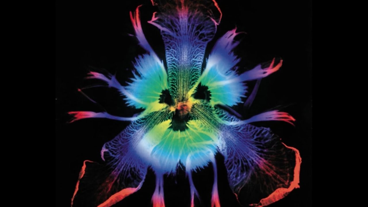 ミュージック PIERROT DICTATORS CIRCUS VII 2DVD PIERROT DICTATORS