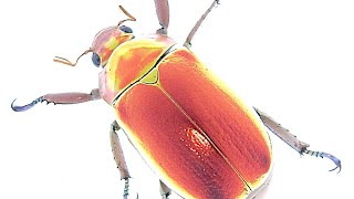 超激レア個体！】 Chrysina aurigans 標本 プラチナコガネ 超激レア