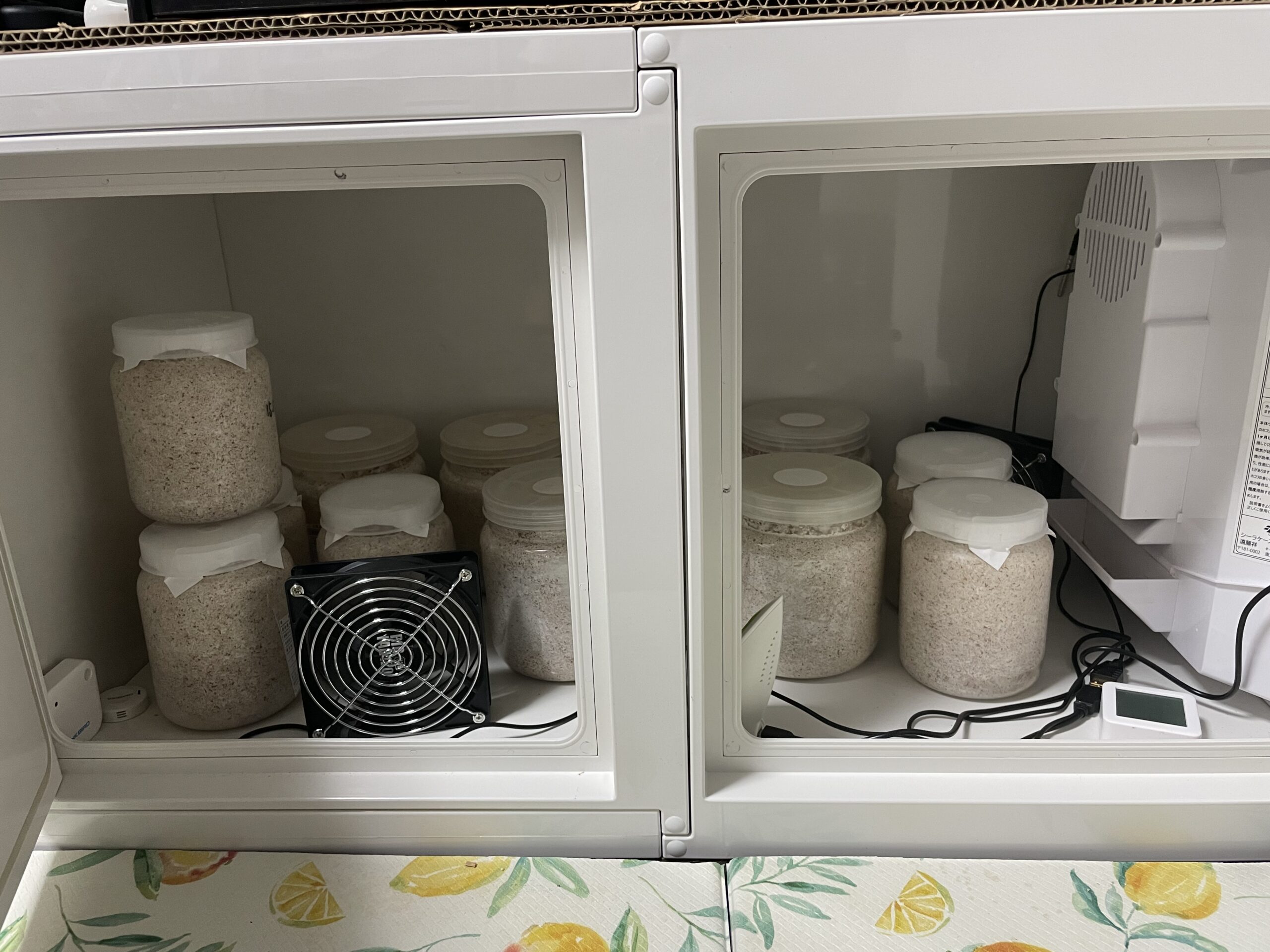 冷やし虫家 設置 - BEETLES-FAN