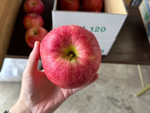 🍎希少品種🍎世界一約3キロ 6～7玉入り 青森りんごID168643：青森県産