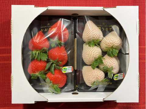雪うさぎ」「おおきみ」紅白いちごセット：佐賀県産のおおきみ｜食べ