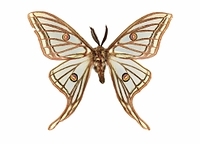 イザベラミズアオ の写真・イラスト素材