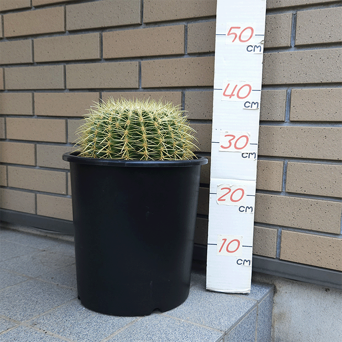 楽天市場】サボテン 金鯱 8号 プラ鉢 キンシャチ 土 鉢 種 種類 観葉