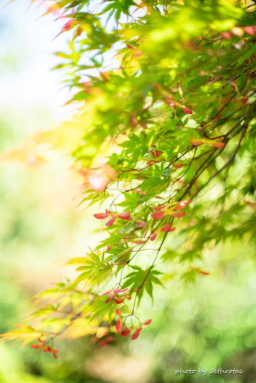 ついに＜鷹の目＞をゲット！「MC ROKKOR-PG 58mm F1.2」 | ♡ With