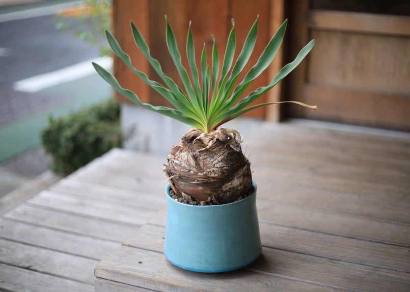 ブーファン Boophane | mana's farm:塊根植物・アガベ・ドライガーデン