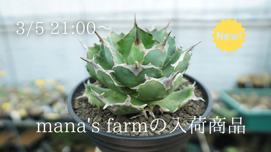 Agaves アガベ 希少洋書 希少 Agaves 洋書 アガベ 希少 Agaves 洋書