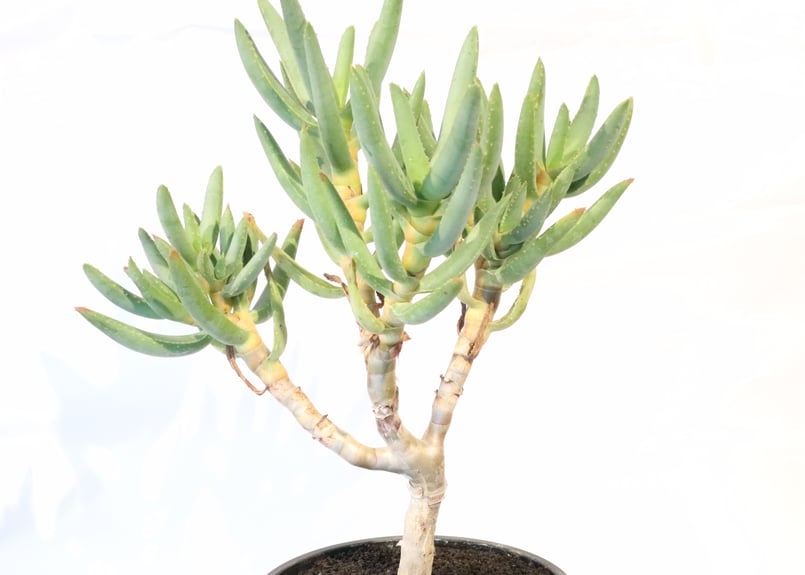 アロエ ラモシシマ | mana's farm:塊根植物・アガベ・ドライガーデン