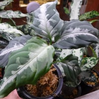 Aglaonema pictum tricolor '柳緑花紅' | Green Note