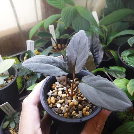 CATEGORY 熱帯植物 | Green Note