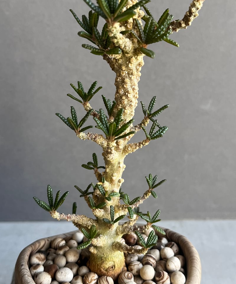 ドルステニア ギガス ブラータ+ plantsmonsters pot 「Dorstenia