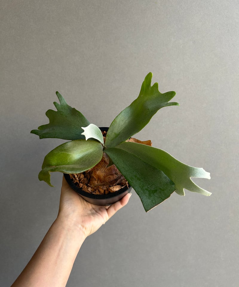 ビカクシダ ウィリンキー cv. ノース スター スポアリング セレクト「P