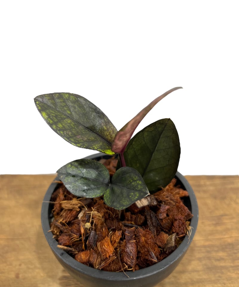 ザミオクルカス・ザミフォーリア 斑入 “Black Pink” 「Zamioculcas za