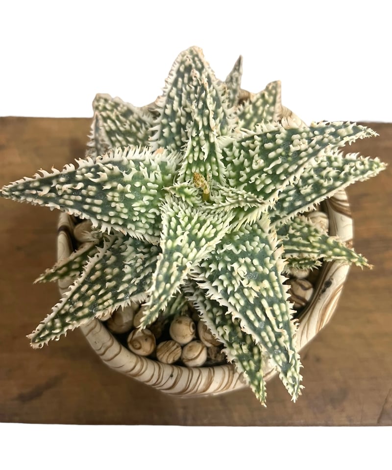 アロエ ハイブリッド “選抜個体” + plantsmonsters pot 「Aloe Hy