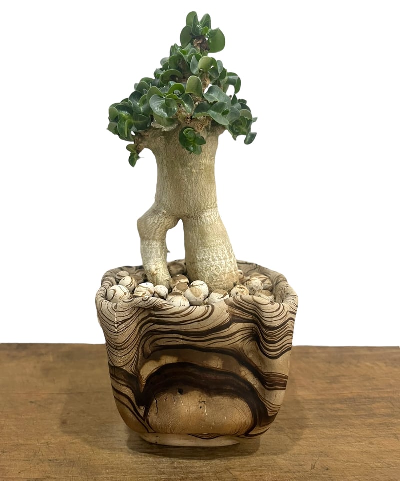 アデニウム D.H.A (獅子葉) スモールリーフ + plantsmonsters pot