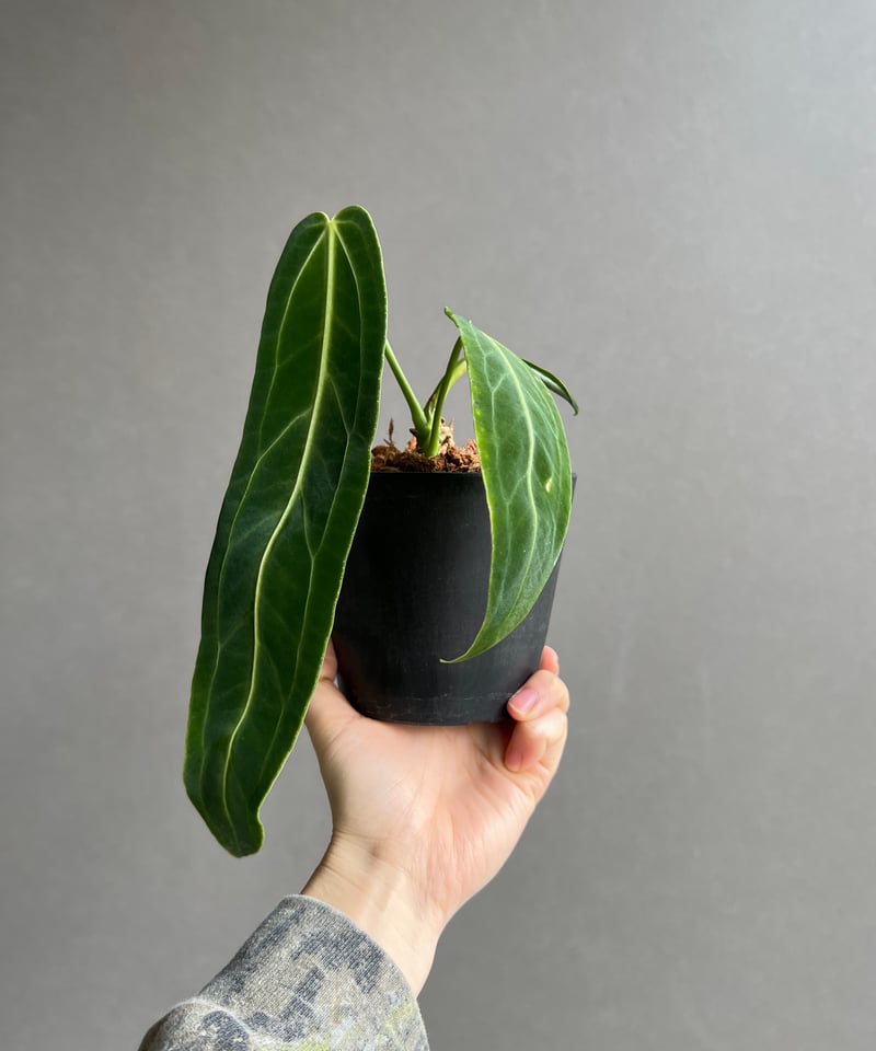 アンスリウム ワロクアナム ダーク&ナロー フォーム 「Anthurium