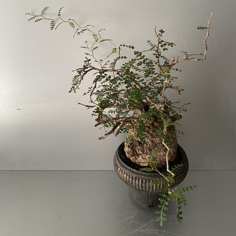 発根済 オペルクリカリア パキプス P-49 ×【作家 小野瀬 一 】