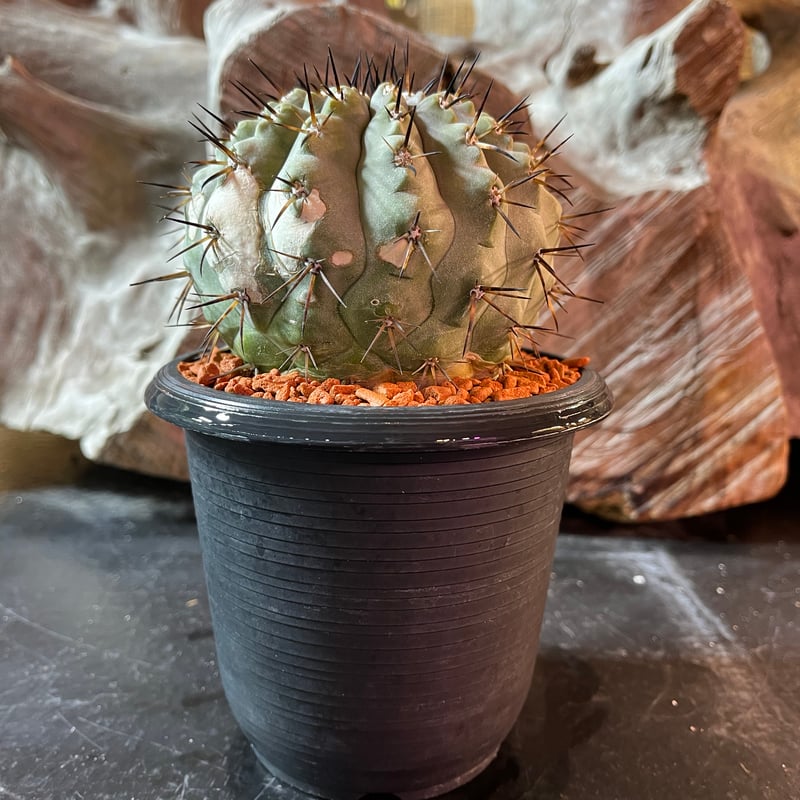 コピアポア シネレア 黒王丸 台付き | plant Dogs オンラインストア