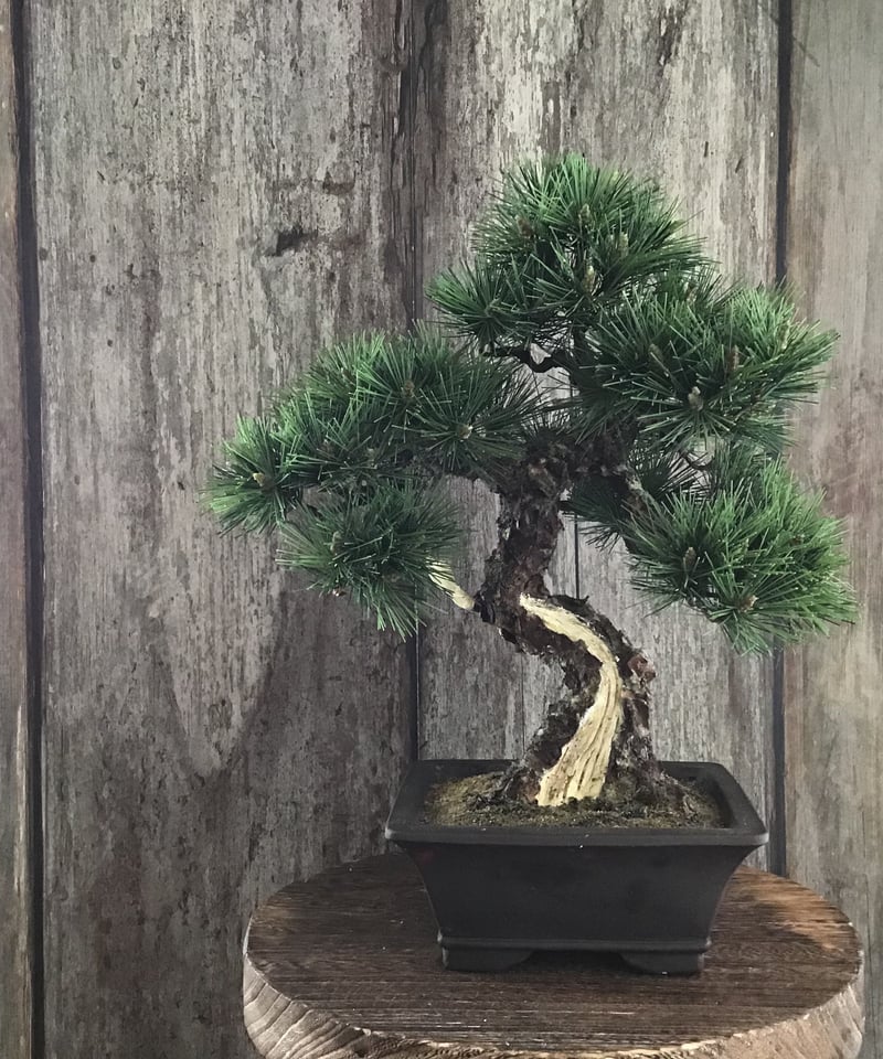 16 松 模様木 | クラフト盆栽美術館 Artcraft Bonsai