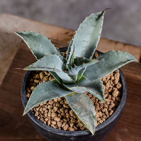 アガベパリートランカータ | STORES