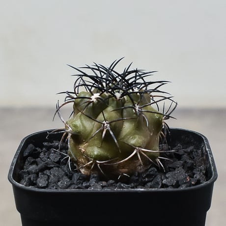 グリセオビオラセア | STORES