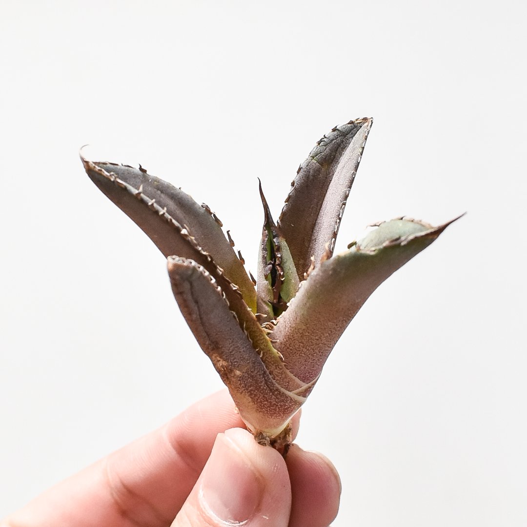 アガベ チタノタ DENNIS040 