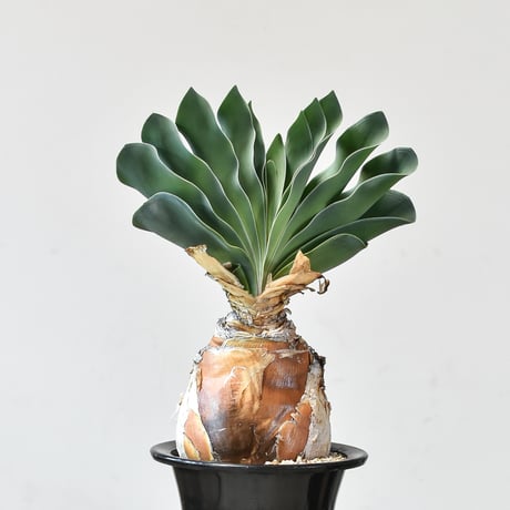 CATEGORY ブーファン | RAFLUM / ラフラム｜東京、大阪の塊根植物