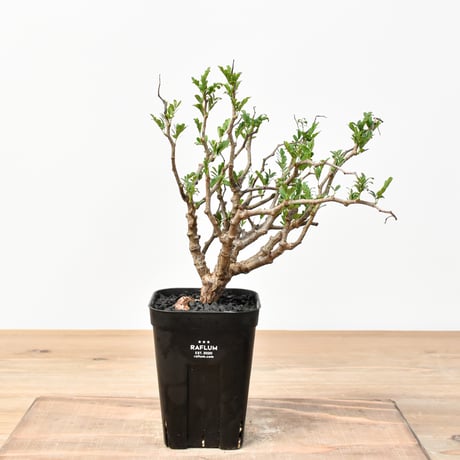 CATEGORY センナ メリディオナリス | RAFLUM / ラフラム｜東京、大阪の