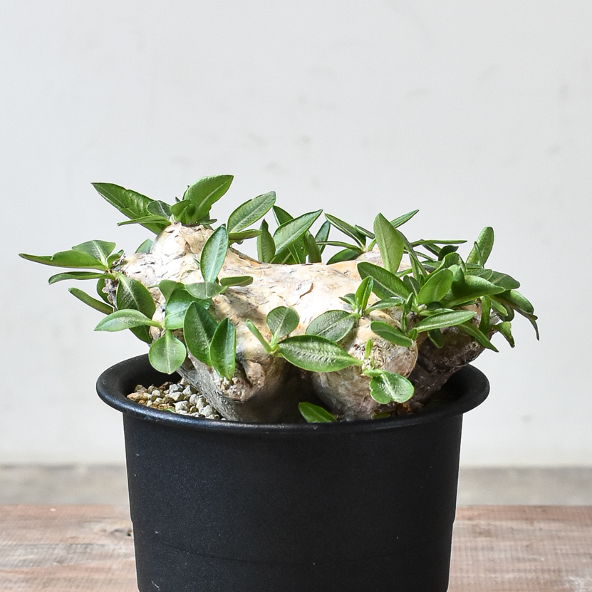 パキポディウム ブレビカウレ 