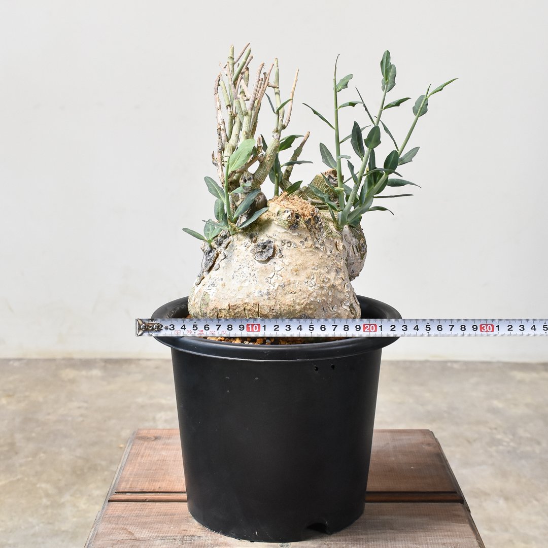 アデニア ペチュエリー 現地球 発根済 塊根植物 コーデックス アデニア