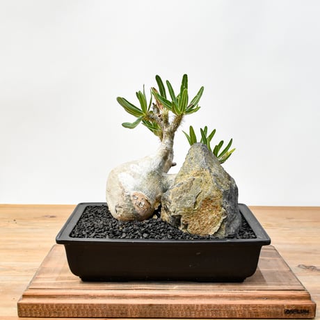 CATEGORY グラキリス | RAFLUM / ラフラム｜東京、大阪の塊根植物