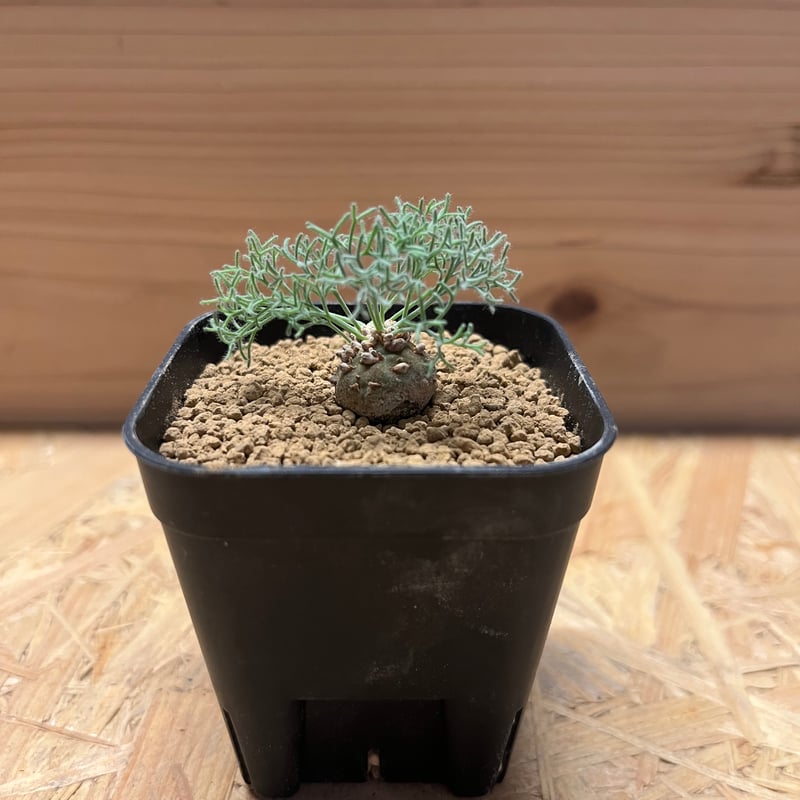 モンソニア ペニクリナム | GREEN LUCK