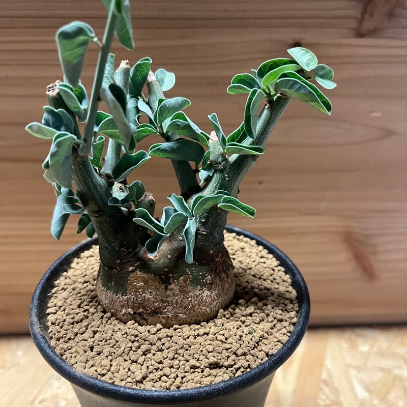 アデニア スピノーサ | GREEN LUCK