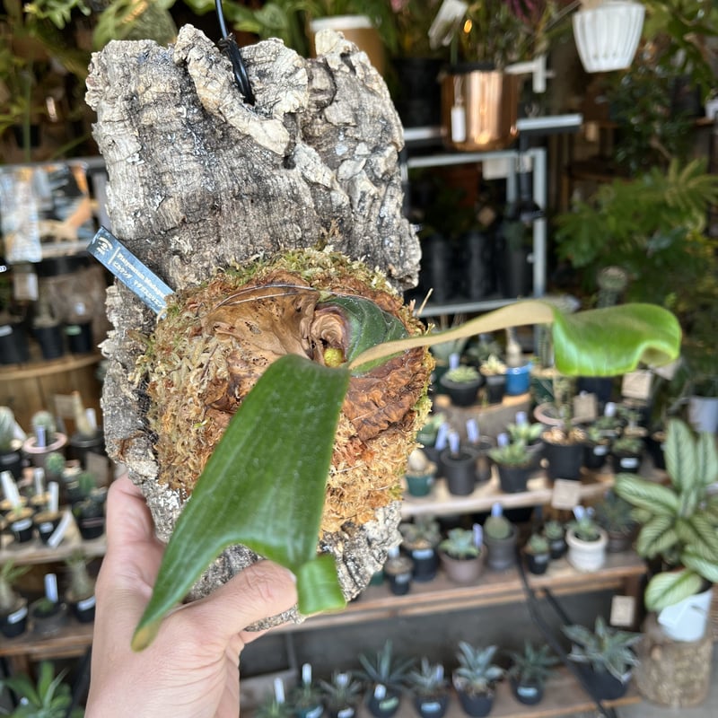 ビカクシダ マダガスカリエンセ | GREEN LUCK