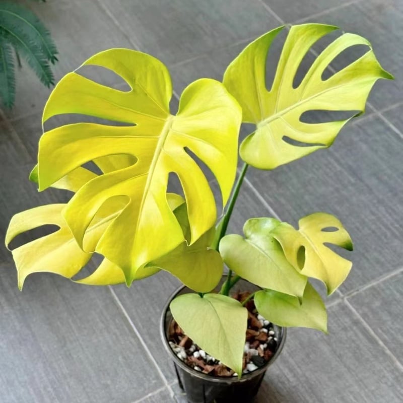 モンステラ デリシオーサ ゴールドリーフ | GREEN LUCK