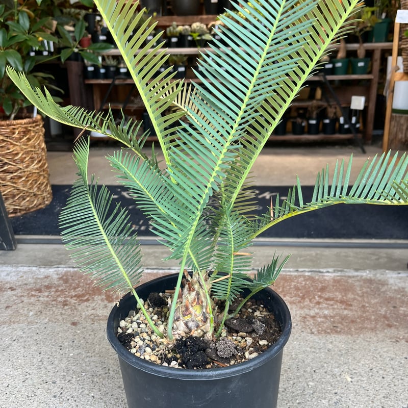 ディオーン エデュレ | GREEN LUCK