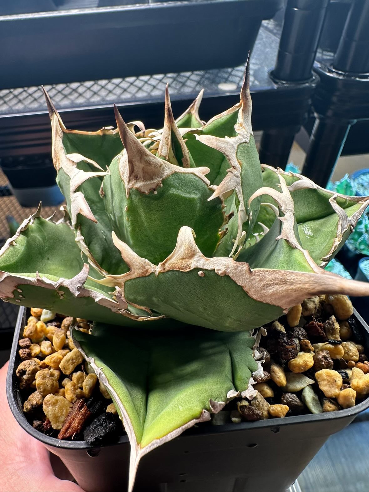 アガベ チタノタ COK aka CG01 | GREEN LUCK