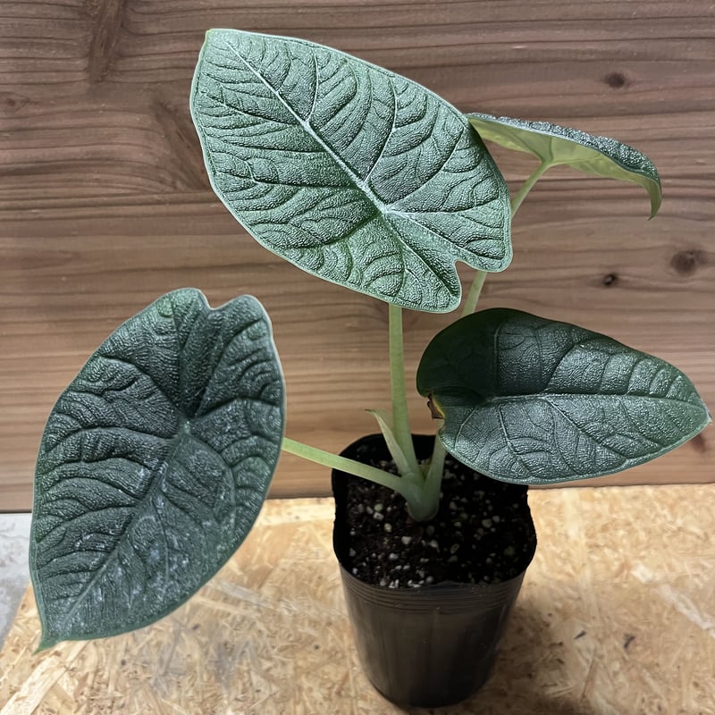 アロカシア メロ | GREEN LUCK