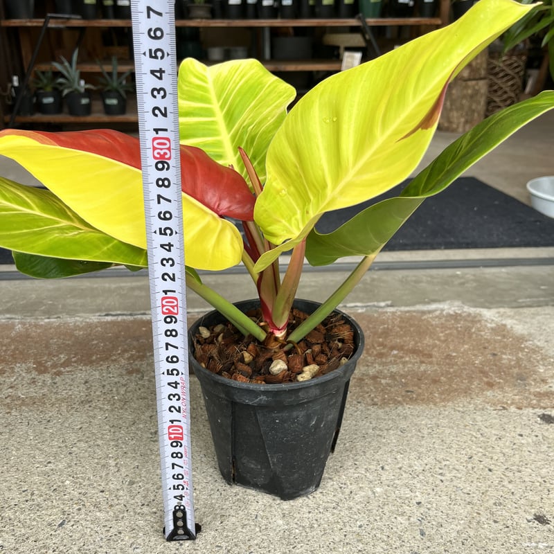 フィロデンドロン インペリアルイエローフレーム | GREEN LUCK