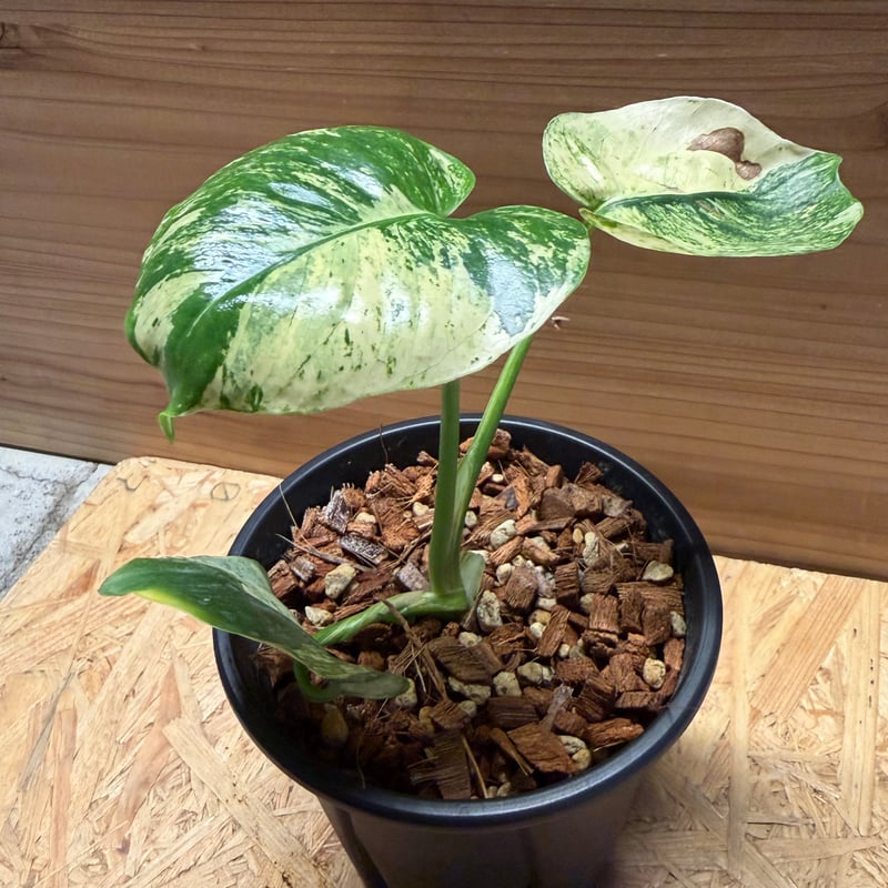 モンステラ デリシオーサ 'サイアムミント' | GREEN LUCK