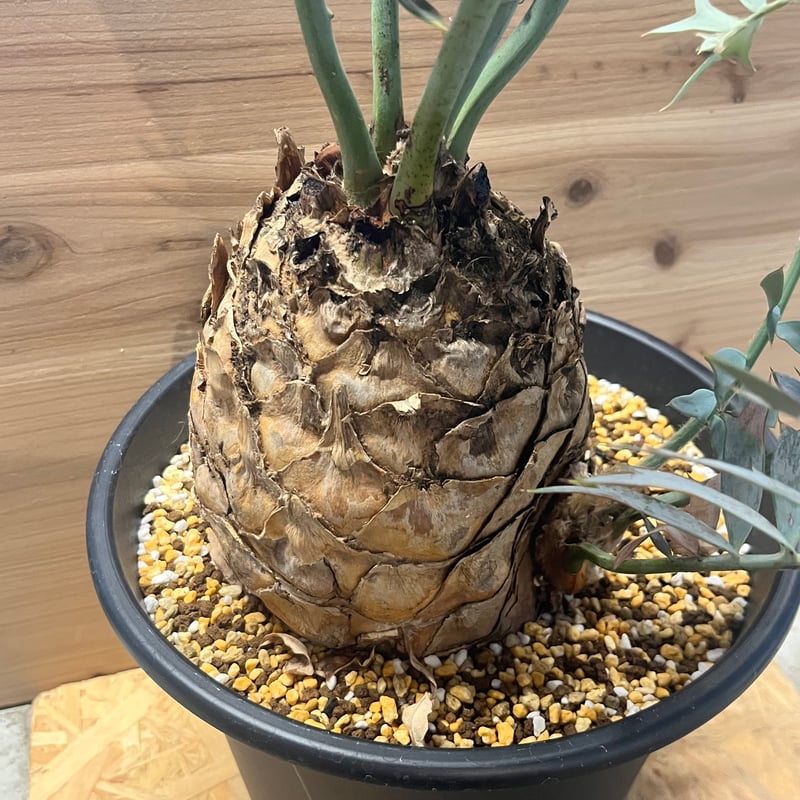 エンセファラルトス ホリダス | GREEN LUCK