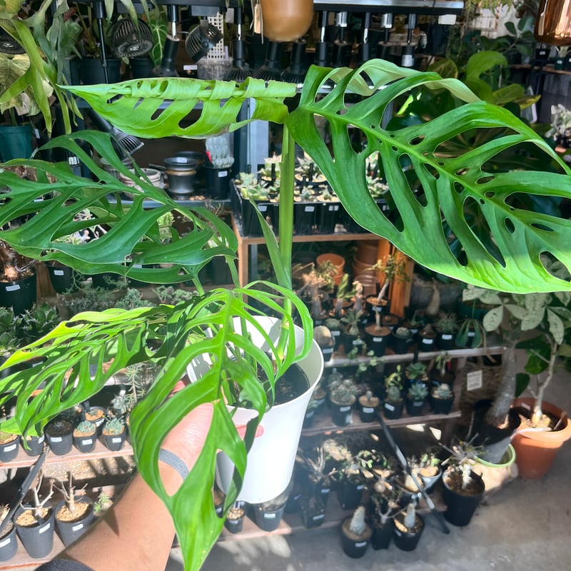 モンステラ エスケレート | GREEN LUCK