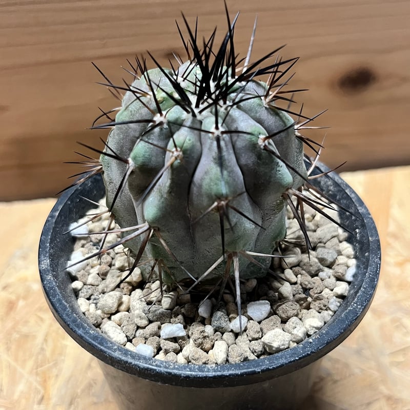 コピアポア シネレア 黒王丸 カキコ | GREEN LUCK