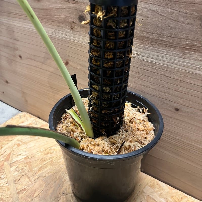 モンステラ フルミント | GREEN LUCK