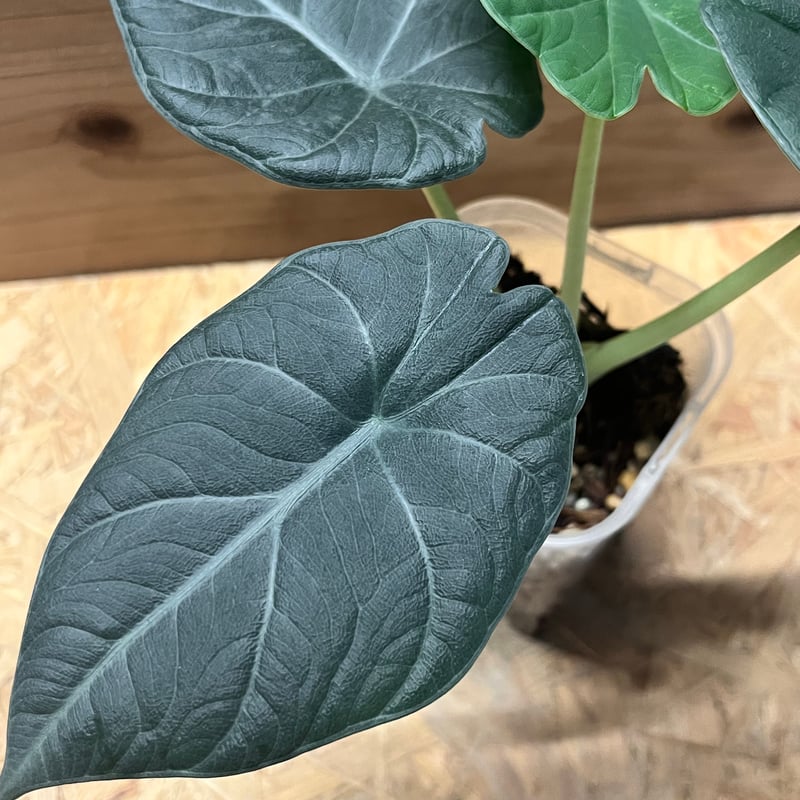 アロカシア マハラニ アルボ アロカシア マハラニ アルボ斑入り 激レア