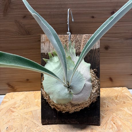 ビカクシダベイチー | STORES