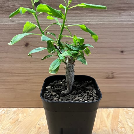 フォークイエリアファシクラータ | STORES