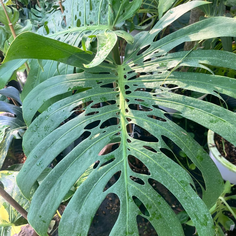 モンステラ デリシオーサ 'マクロコズム' | GREEN LUCK