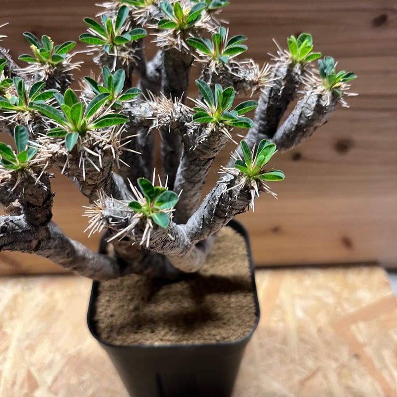 ユーフォルビア ギラウミニアナ 現地株 発根済み | GREEN LUCK